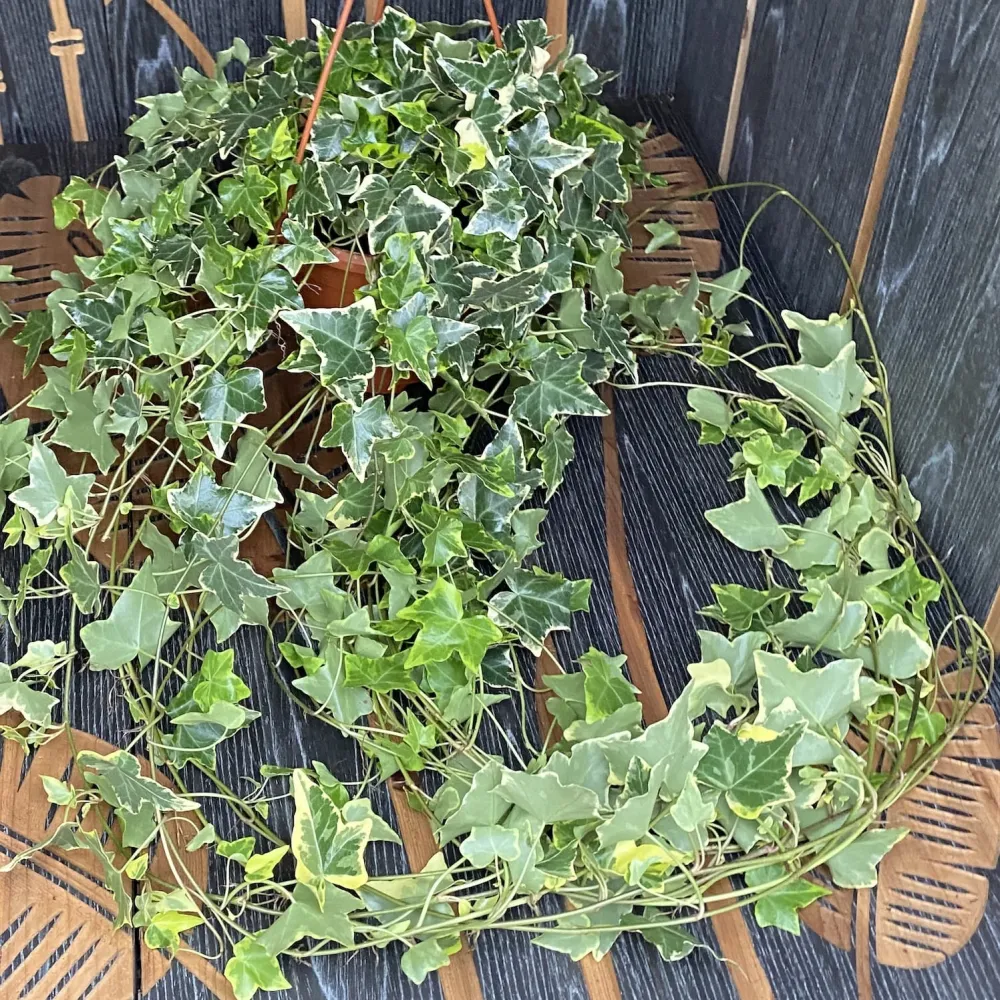 Hedera helix 'Goldchild' - Iedera curgatoare bicolora XL