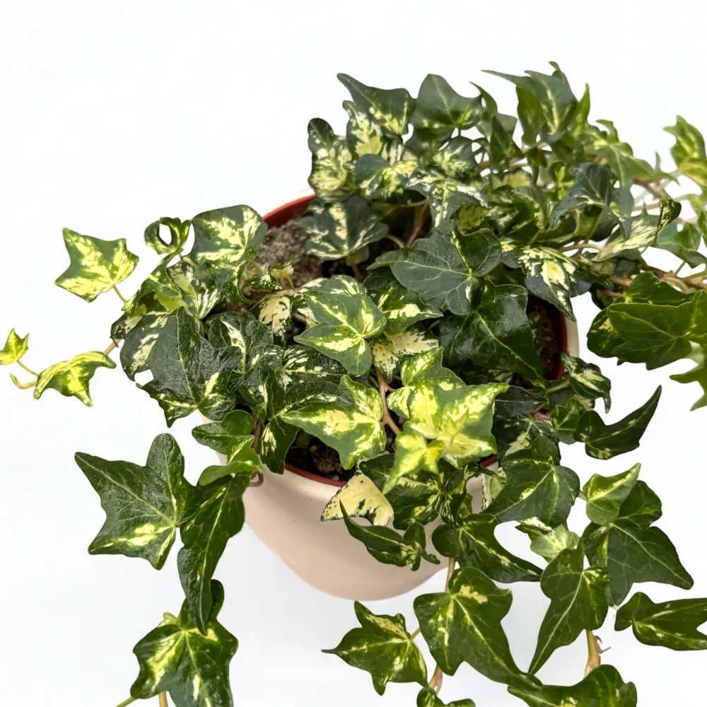 Hedera helix ‘Golden Jytte’ - iedera cu frunze variegate