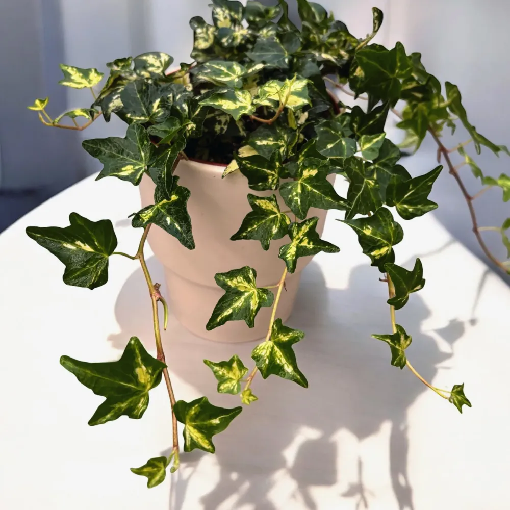 Hedera helix ‘Golden Jytte’ - iedera cu frunze variegate