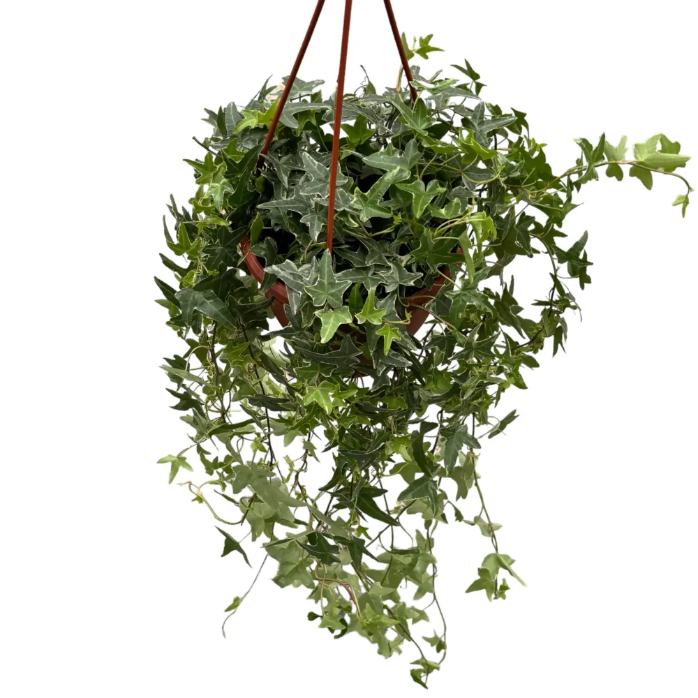 Hedera helix 'Mona Lisa' - Iedera curgatoare bicolora XL