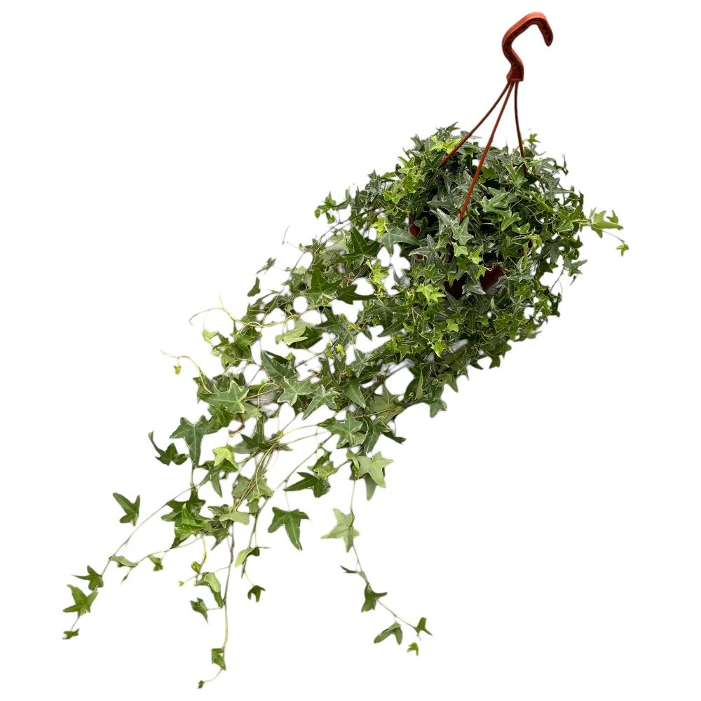 Hedera helix 'Mona Lisa' - Iedera curgatoare bicolora XL