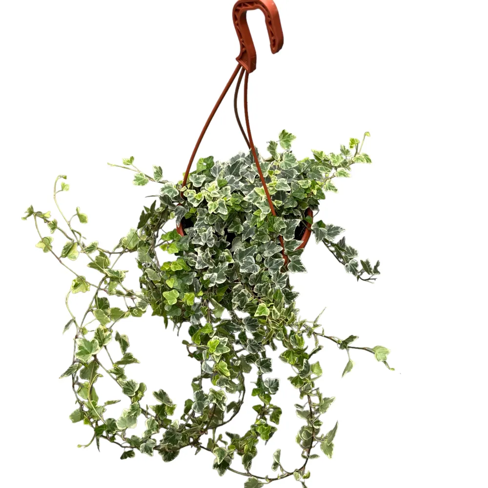 Hedera helix 'White Wonder' - exemplare XL