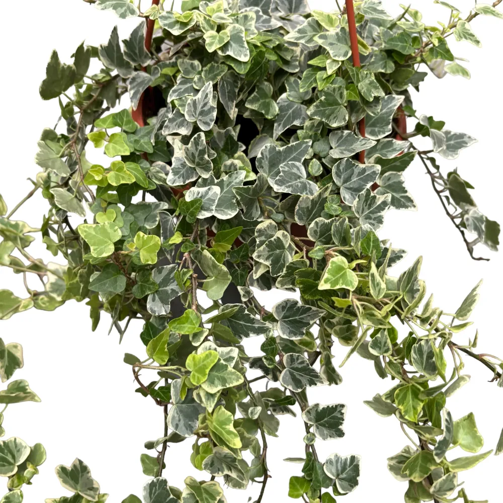 Hedera helix 'White Wonder' - exemplare XL
