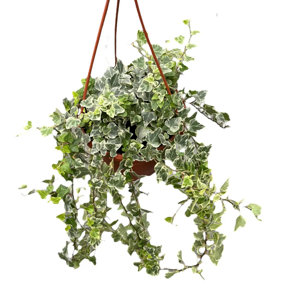 Hedera helix 'White Wonder' - exemplare XL