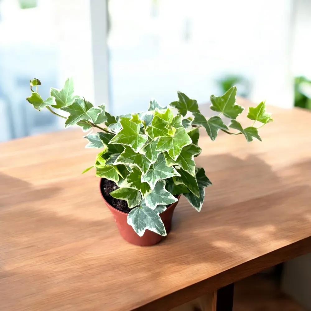 Hedera helix 'White Wonder' - iedera variegata cu frunzis verde-crem