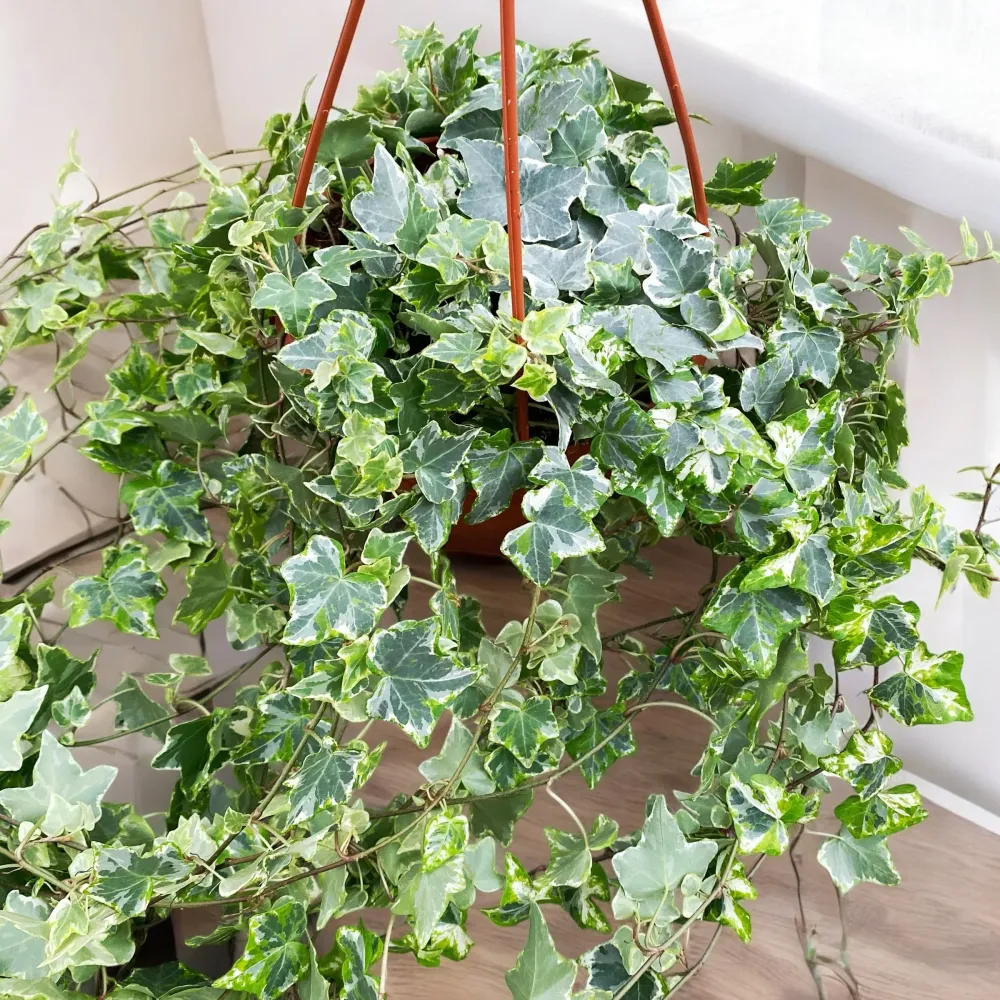 Hedera Mint Kolibri - Iedera curgatoare bol