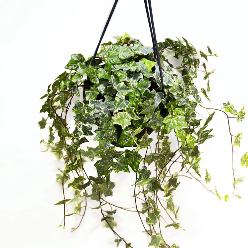 Hedera Mint Kolibri - Iedera curgatoare bol