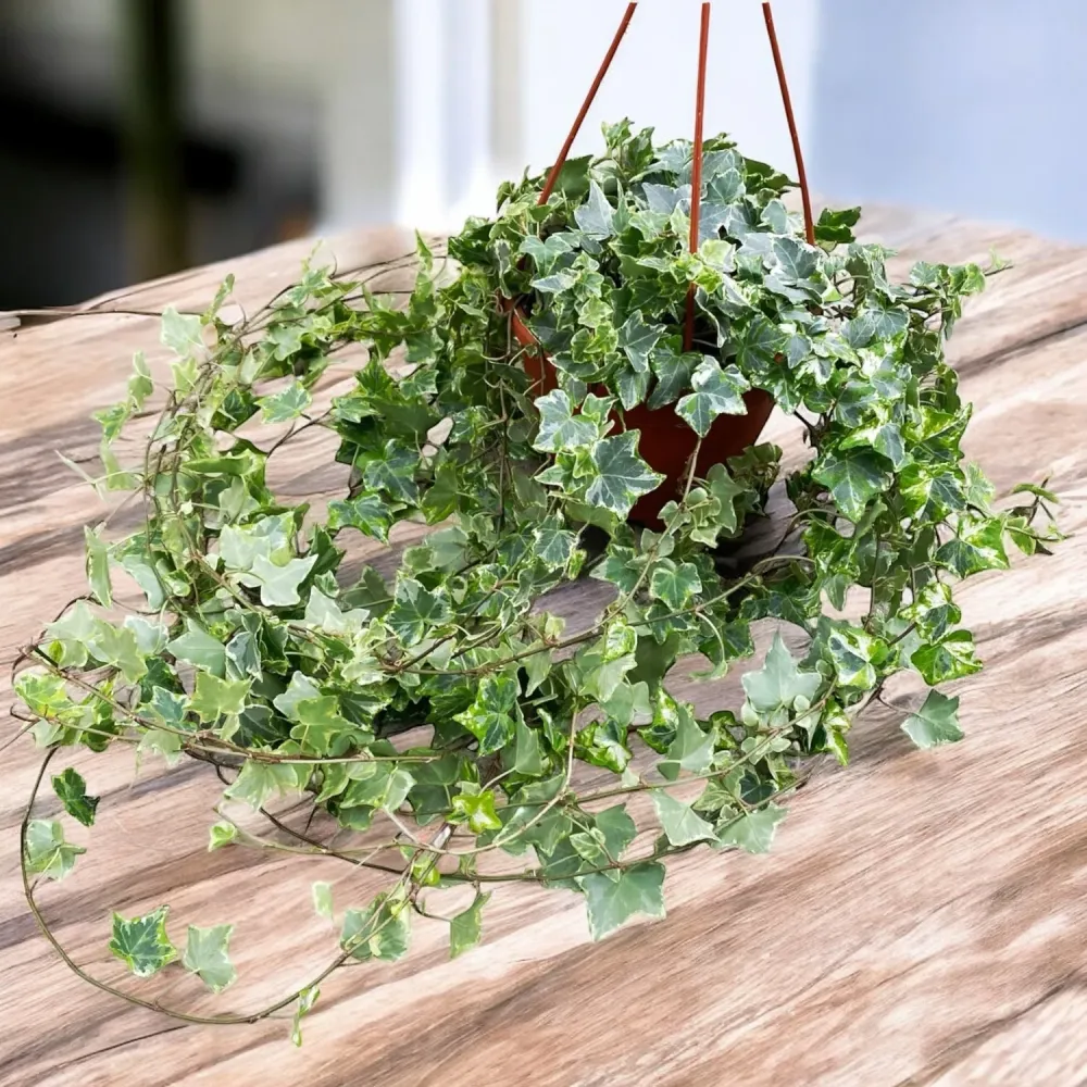 Hedera Mint Kolibri - Iedera curgatoare bol