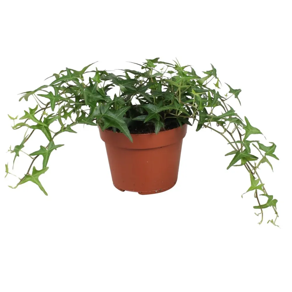 Hedera Sagittaefolia – iedera cu frunze alungite, forma eleganta