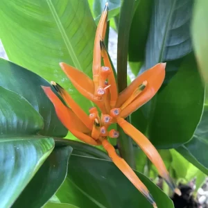 Heliconia 'Curacao'