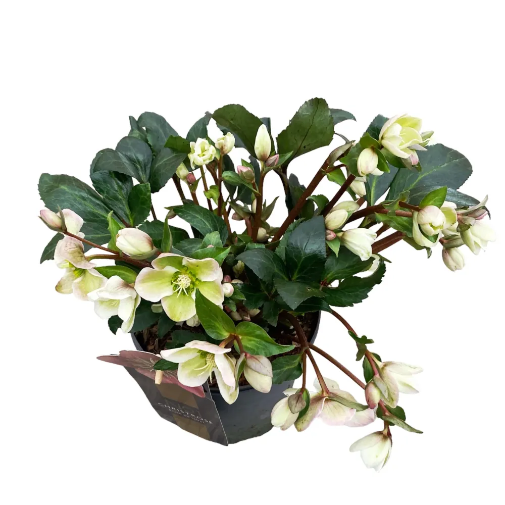 Helleborus 'Angel Glow' (Spanz)