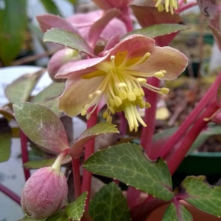 Helleborus lividus ‘Pink Marble’ - spanz de iarna