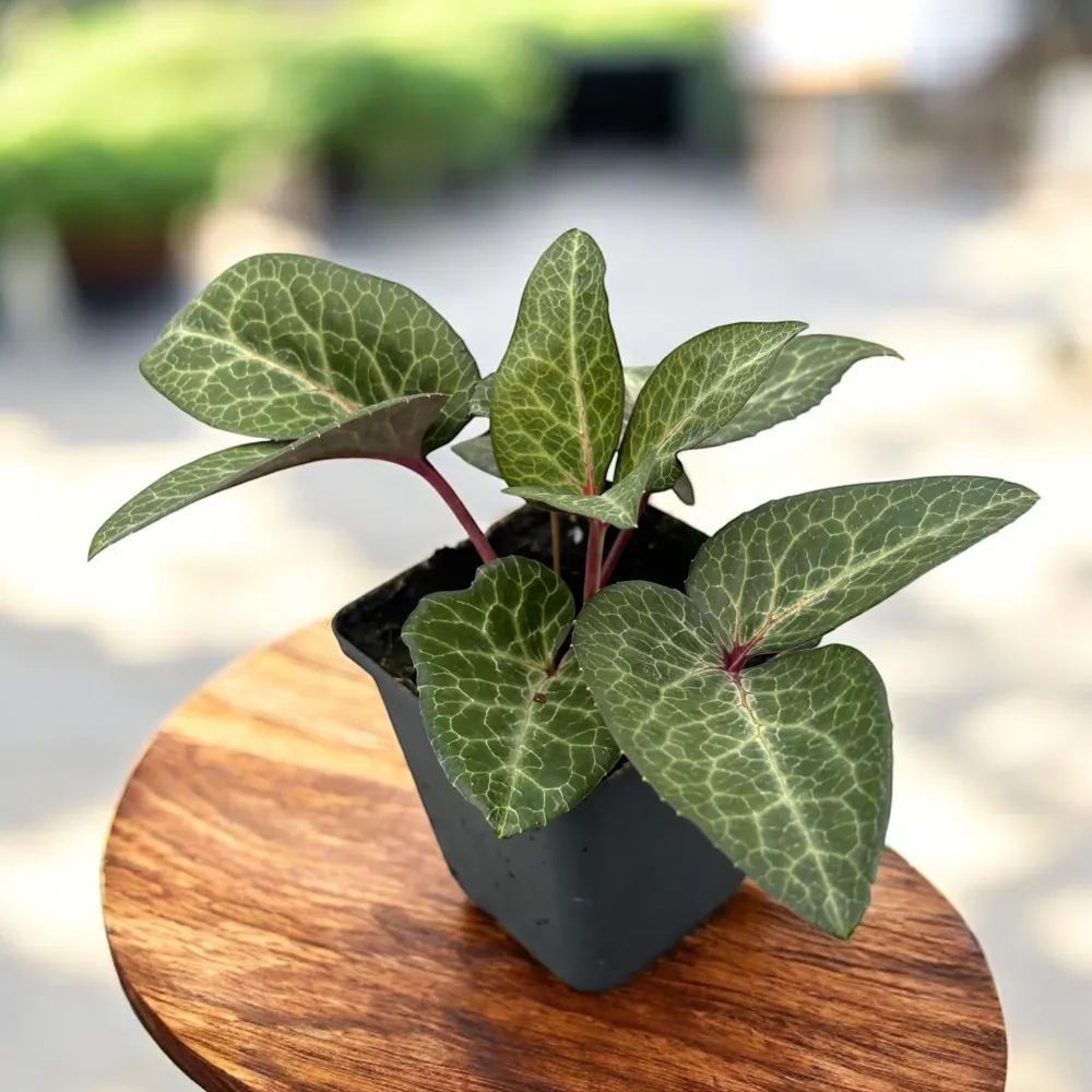 Helleborus lividus ‘Pink Marble’ - spanz de iarna