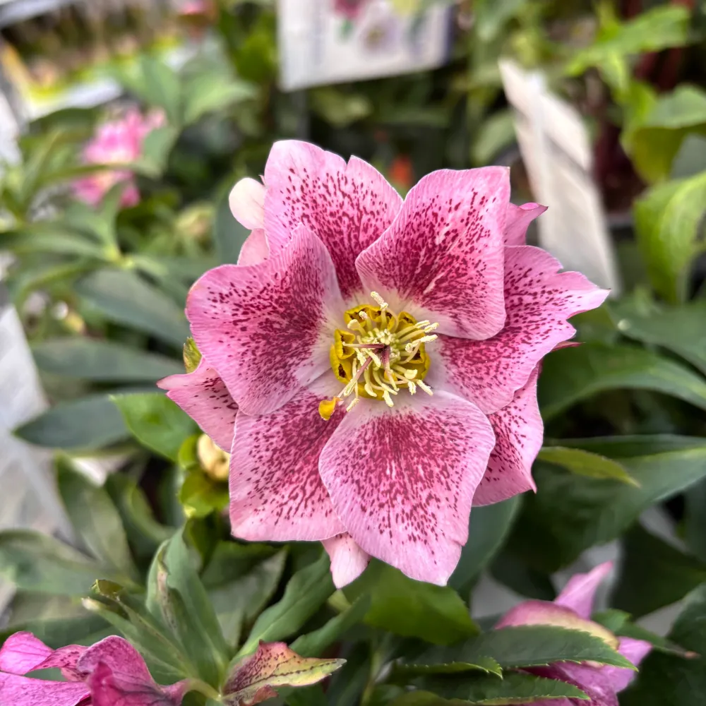 Helleborus orientalis ‘Double Ellen Pink’ (Spanz) D12