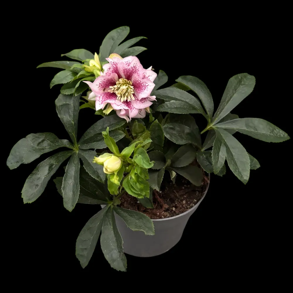 Helleborus orientalis ‘Double Ellen Pink’ (Spanz) D12