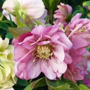 Helleborus orientalis ‘Double Ellen Pink’ (Spanz cu flori duble roz)