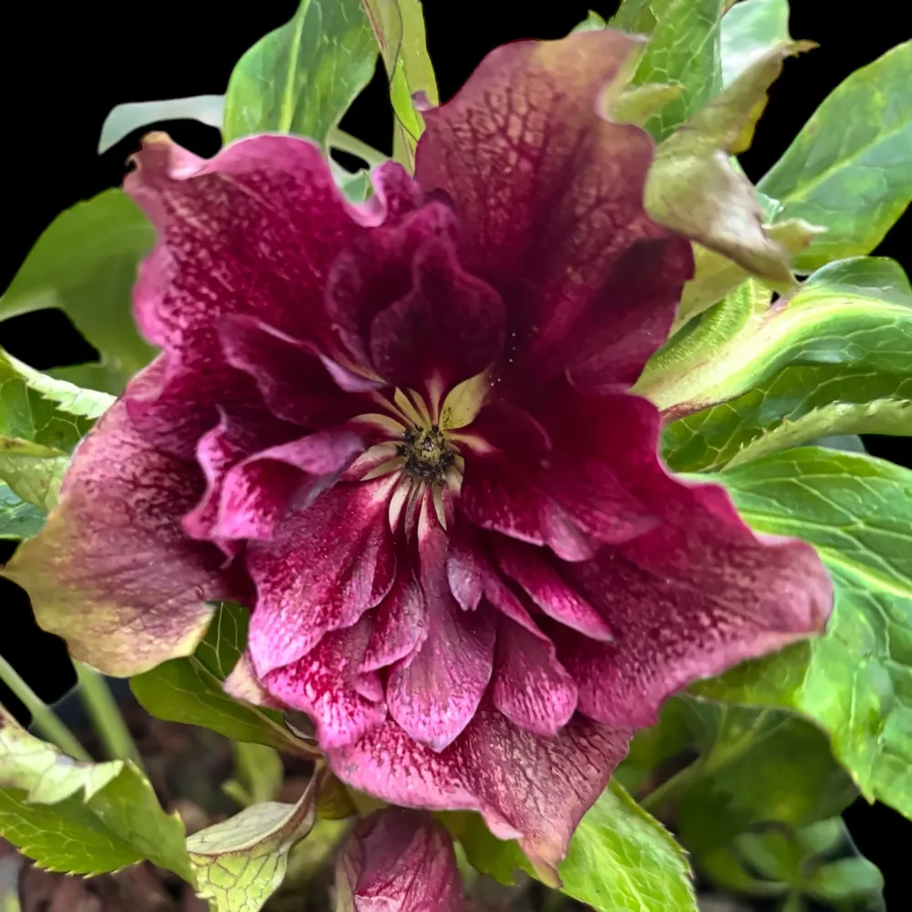 Helleborus orientalis ‘Double Ellen Red’ (Spanz cu flori duble)