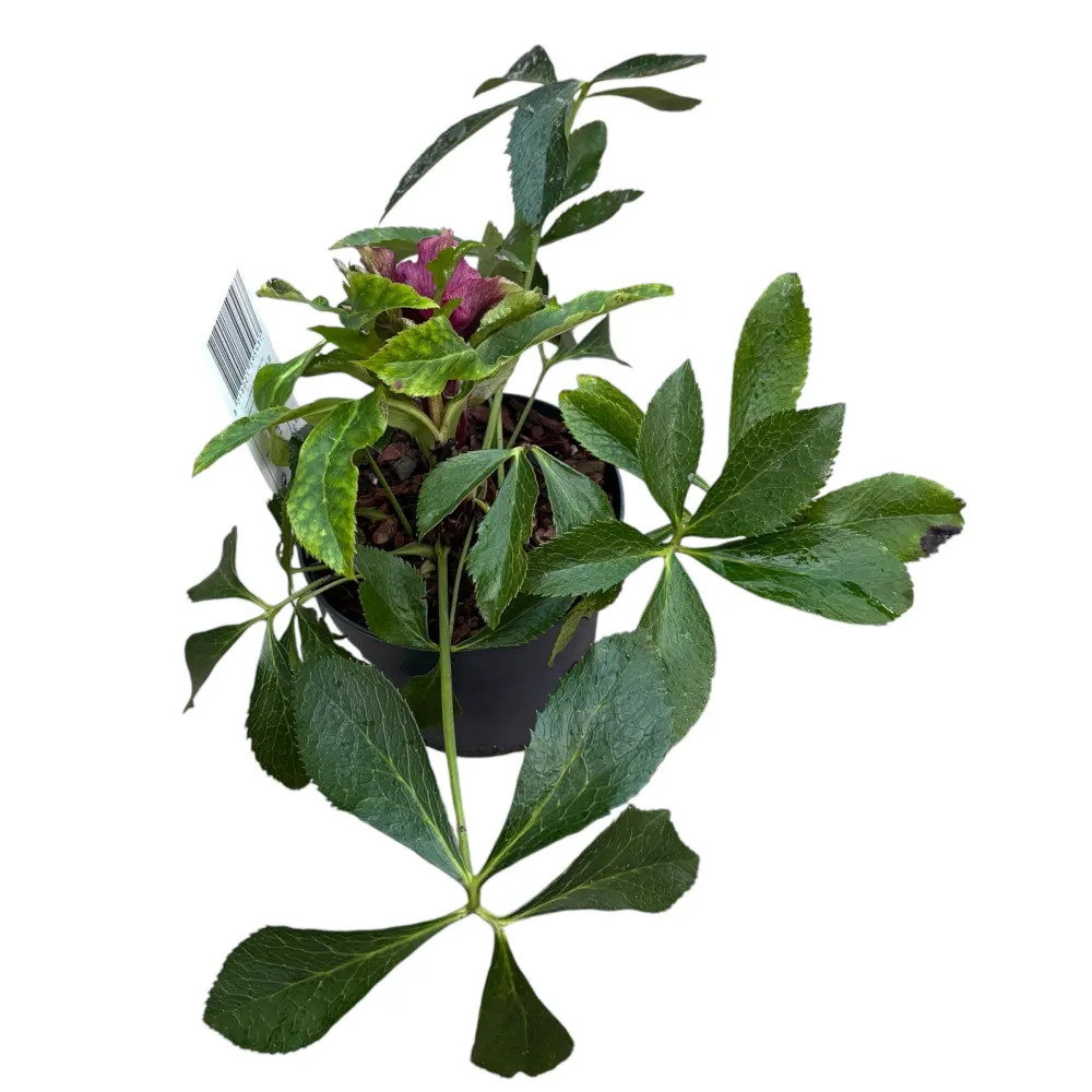 Helleborus orientalis ‘Double Ellen Red’ (Spanz cu flori duble)