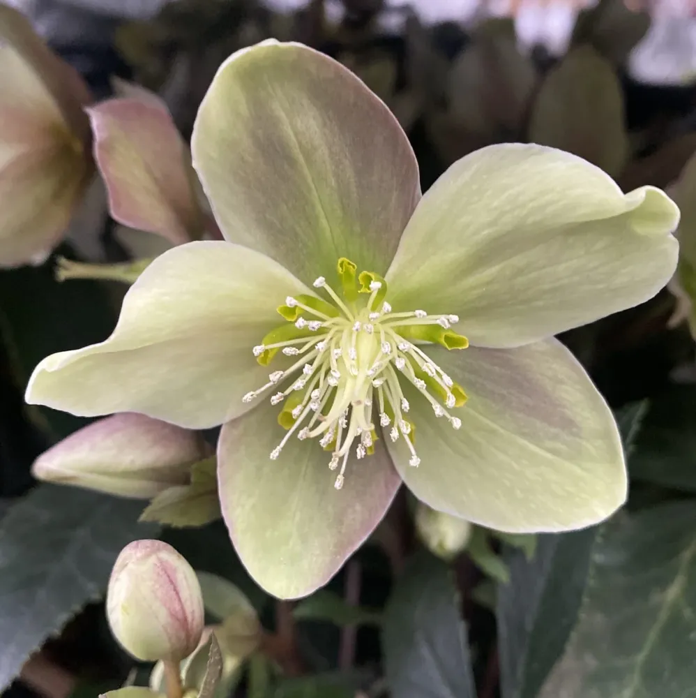 Helleborus Orientalis 'Gues' (Spanz)