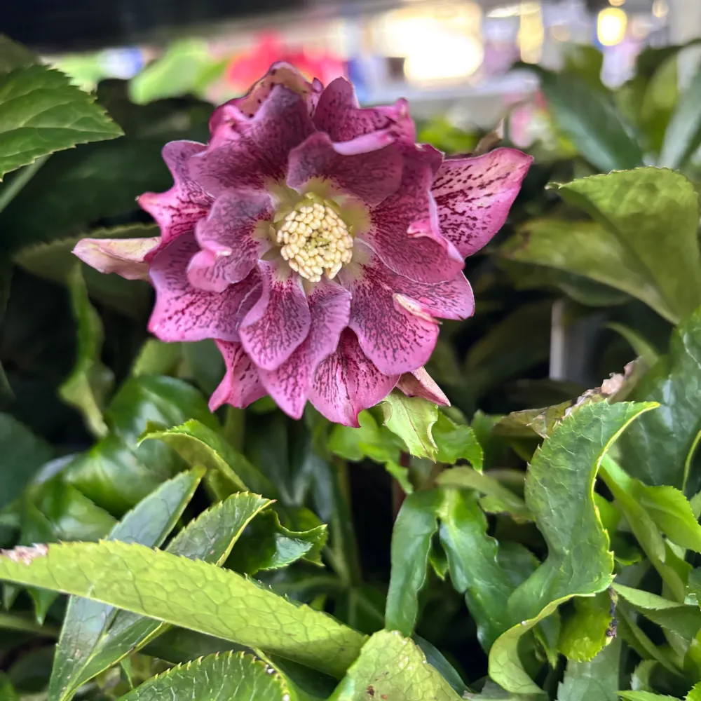 Helleborus orientalis 'Hello Amber' (Spanz cu flori duble)