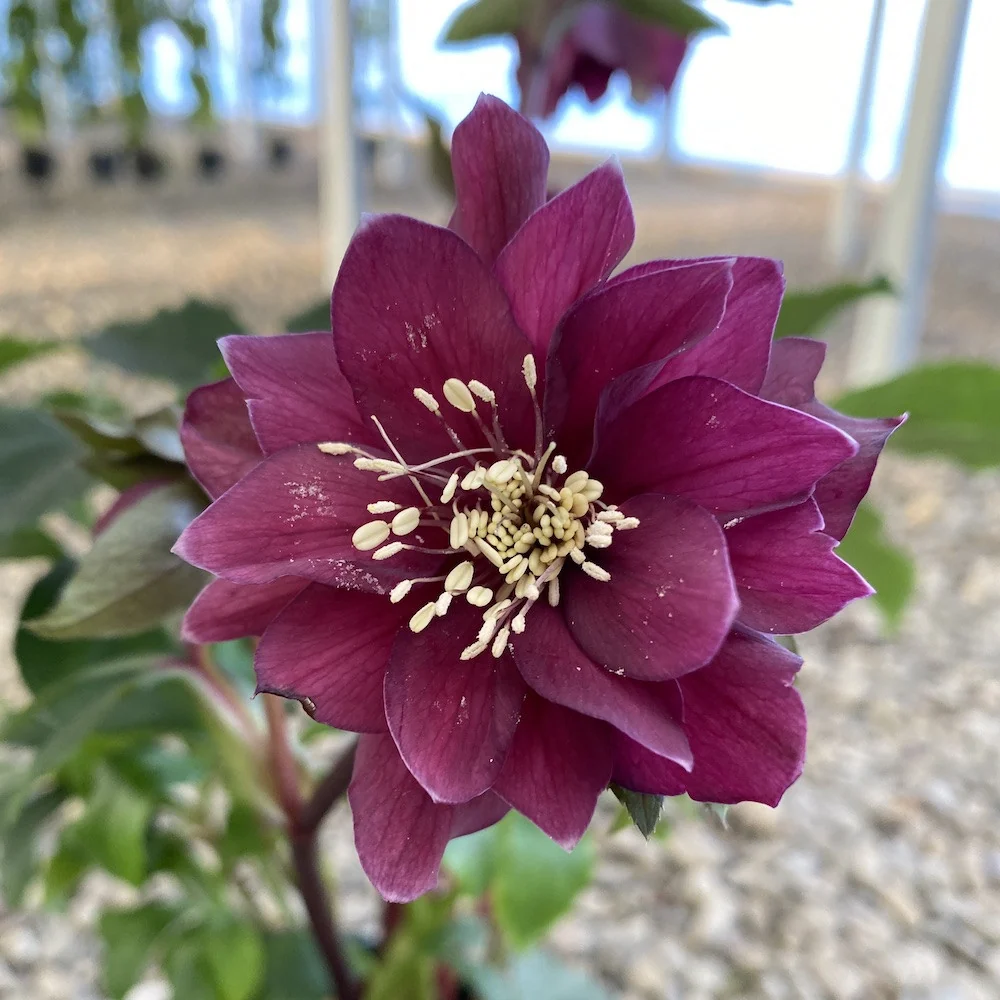Helleborus orientalis Pretty Ellen - flori duble