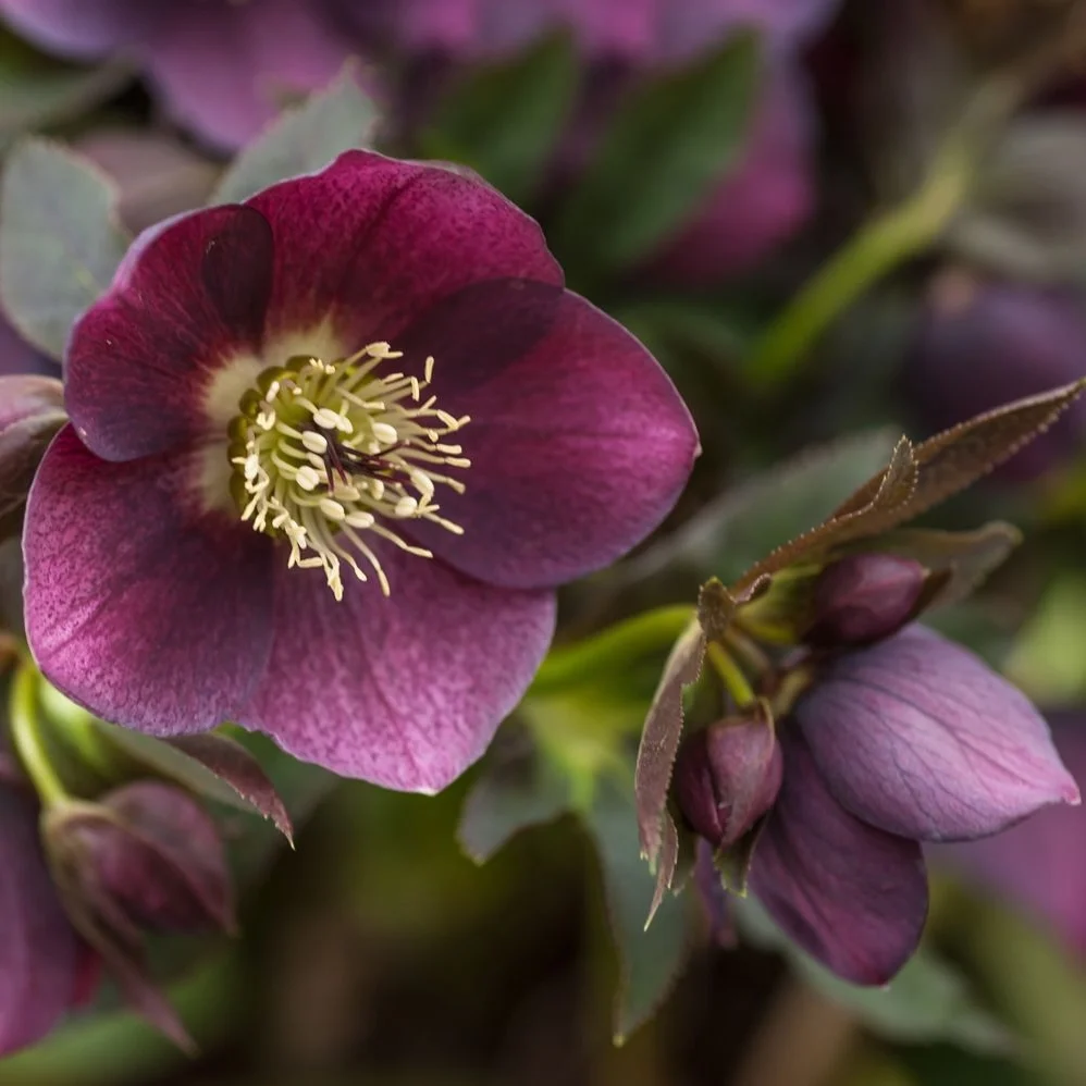 Helleborus orientalis Purple - spanz cu flori mov