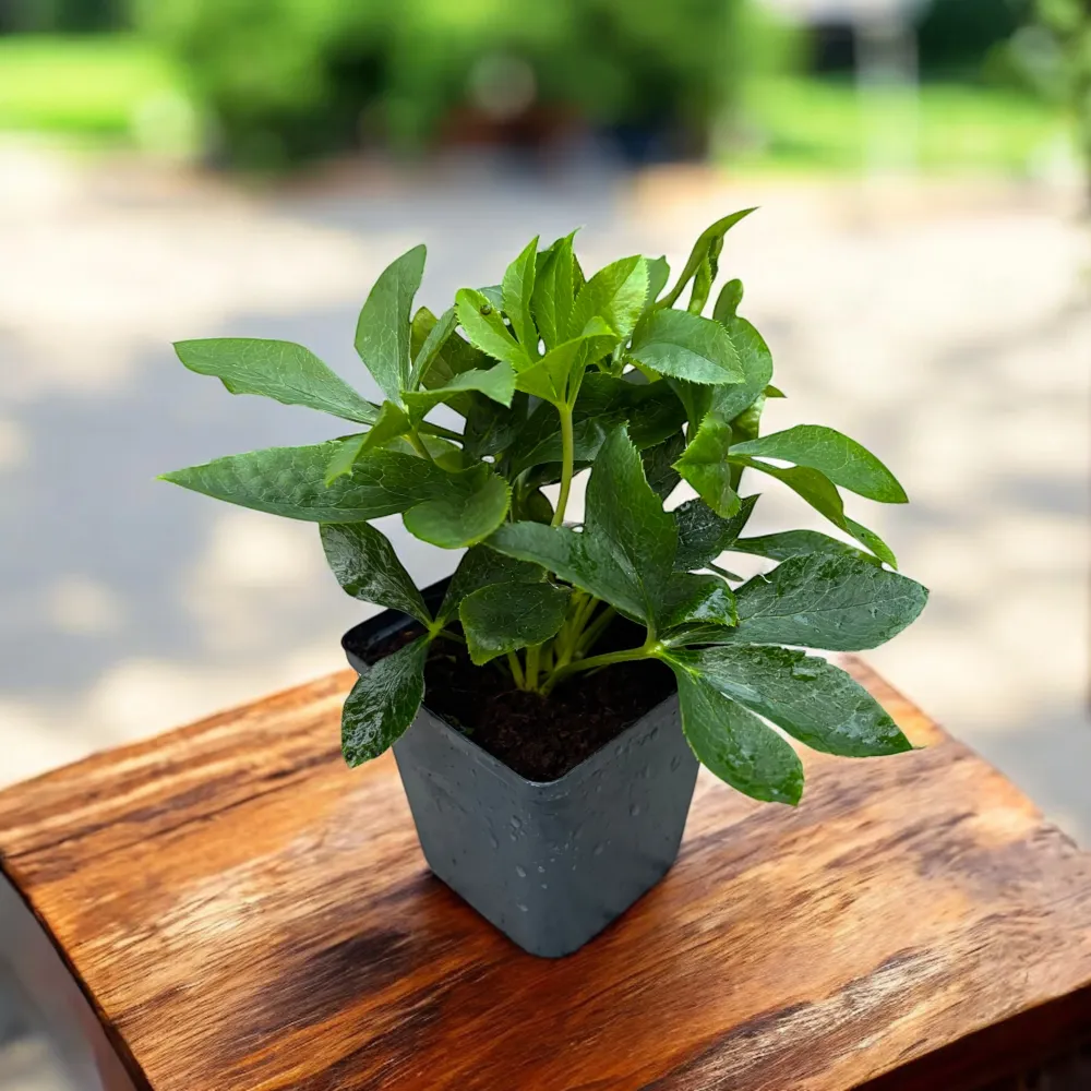 Helleborus orientalis Purple - spanz cu flori mov