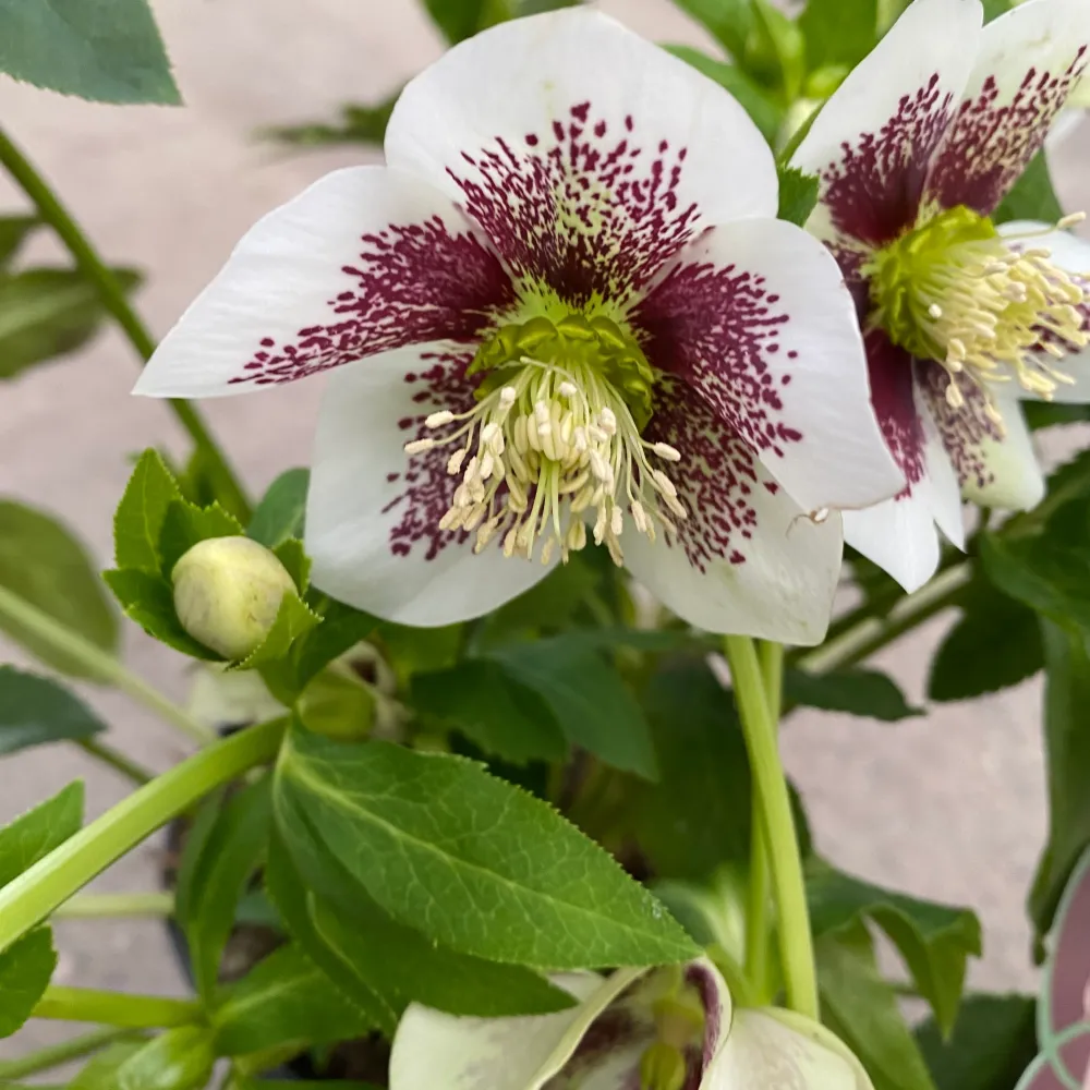 Helleborus orientalis 'ViV Antonella' (Spanz)