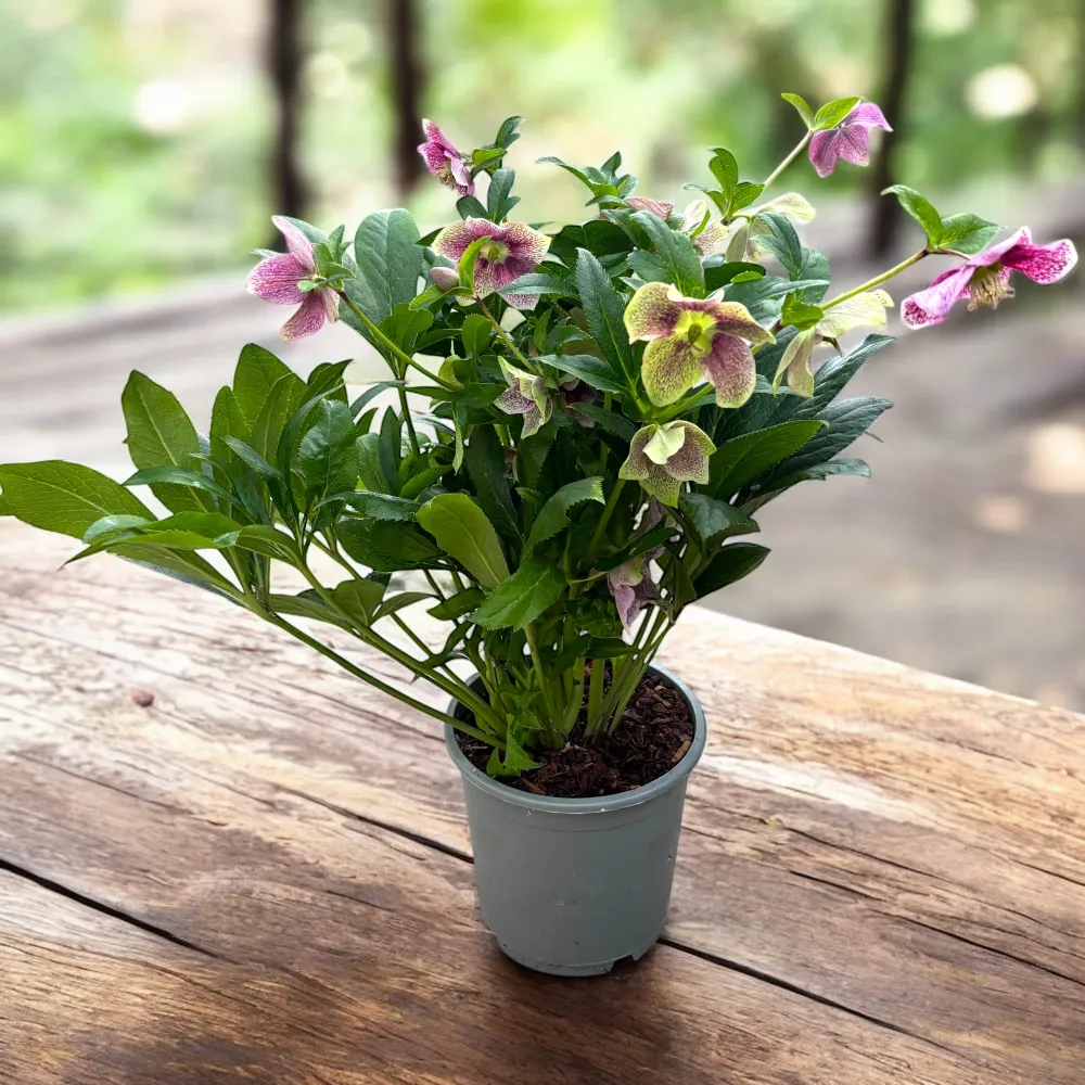 Helleborus orientalis ‘Viv Eloisa’ XL – spanz hibrid cu flori bordo-purpurii, rezistent la frig