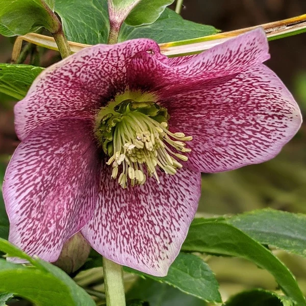 Helleborus orientalis ‘Viv Eloisa’ XL – spanz hibrid cu flori bordo-purpurii, rezistent la frig
