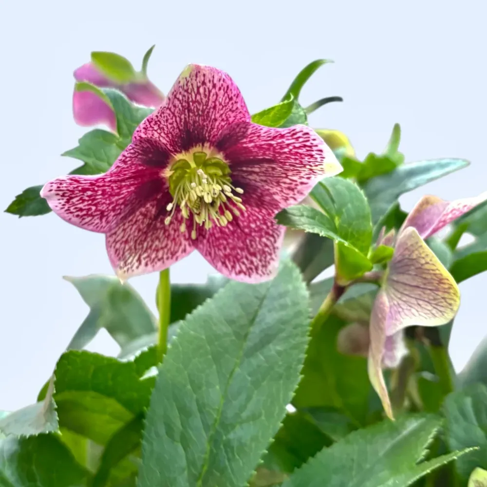 Helleborus orientalis ‘Viv Eloisa’ XL – spanz hibrid cu flori bordo-purpurii, rezistent la frig