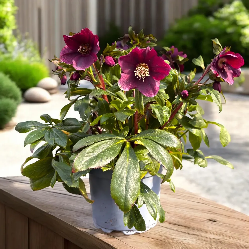 Helleborus orientalis ‘Viv Victoria’ (spanz)