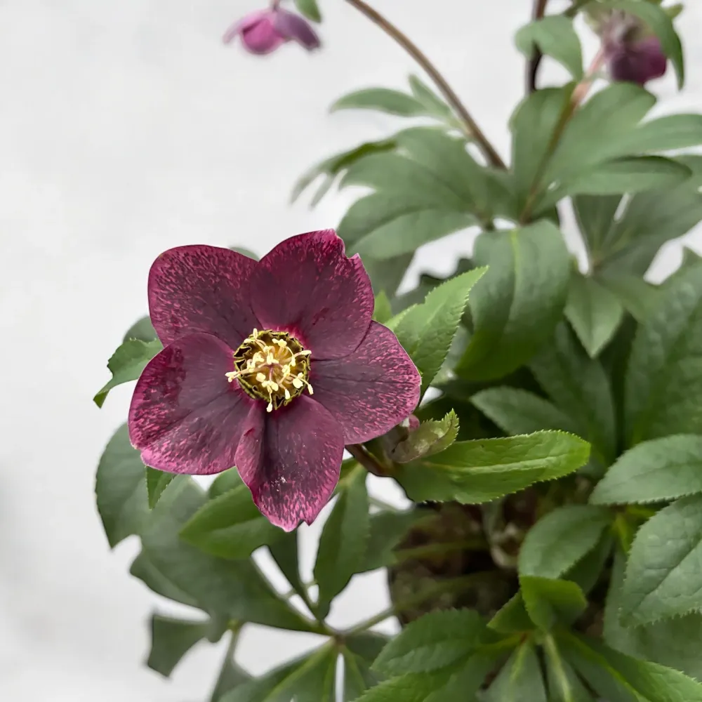 Helleborus orientalis ‘Viv Victoria’ (spanz)