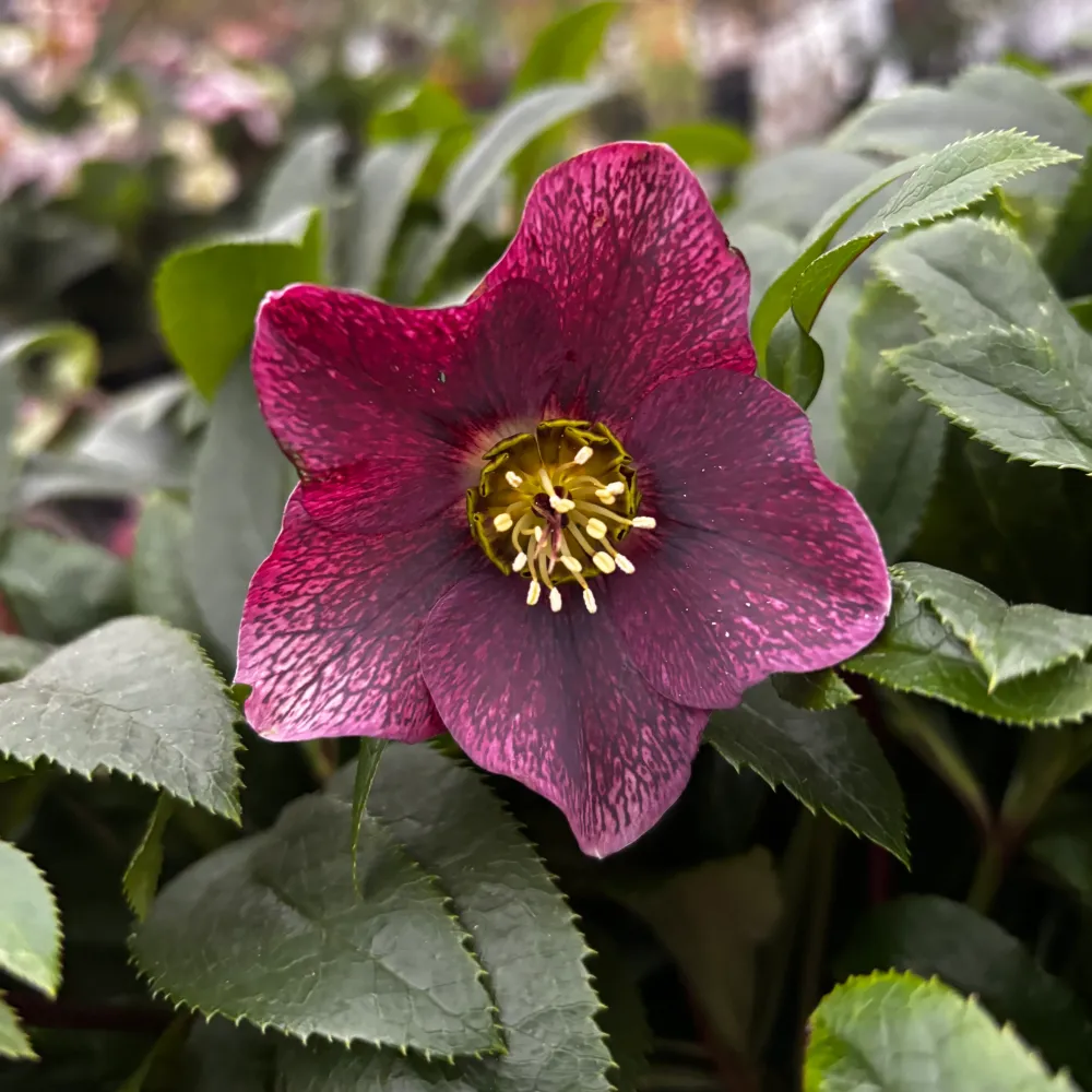 Helleborus orientalis ‘Viv Victoria’ (Spanz) - exemplare XL