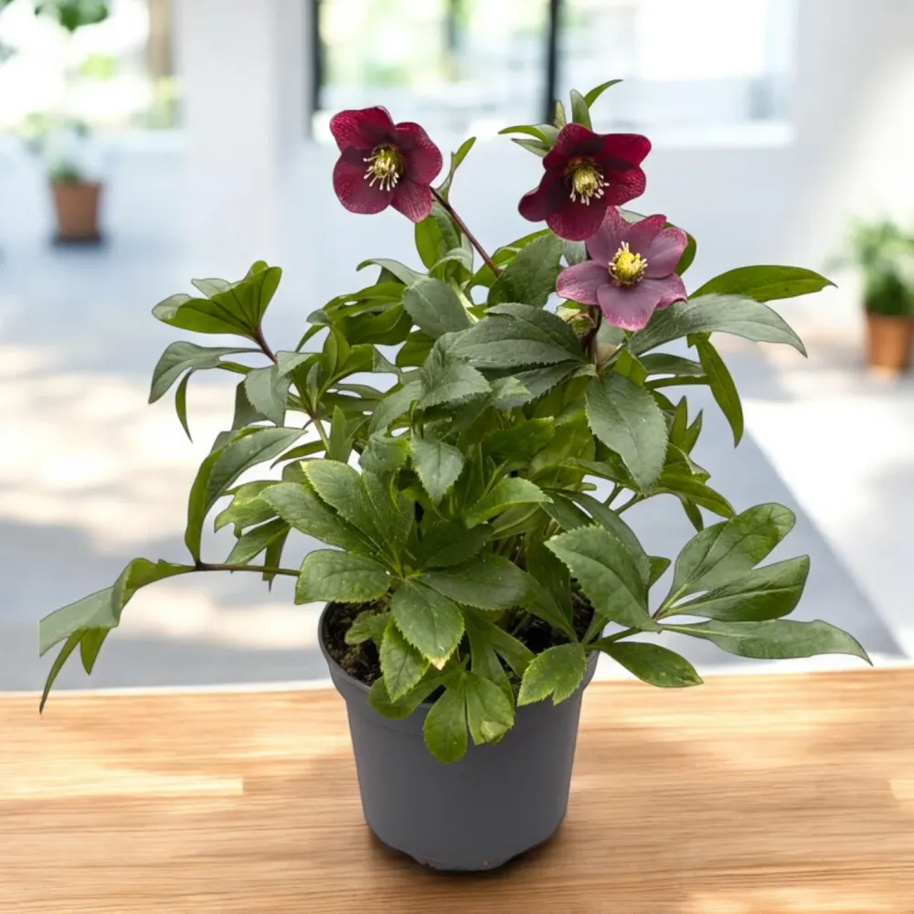 Helleborus orientalis ‘Viv Victoria’ (Spanz) - exemplare XL