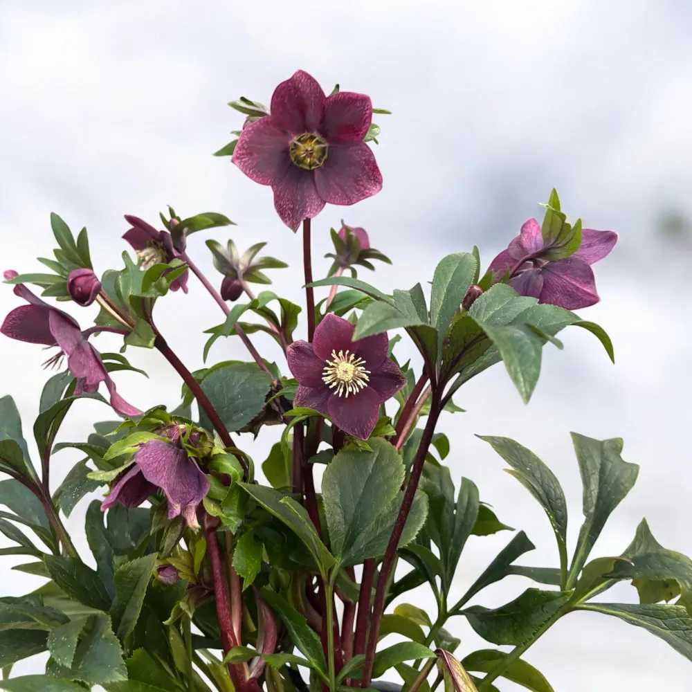 Helleborus orientalis ‘Viv Victoria’ (Spanz) - exemplare XL