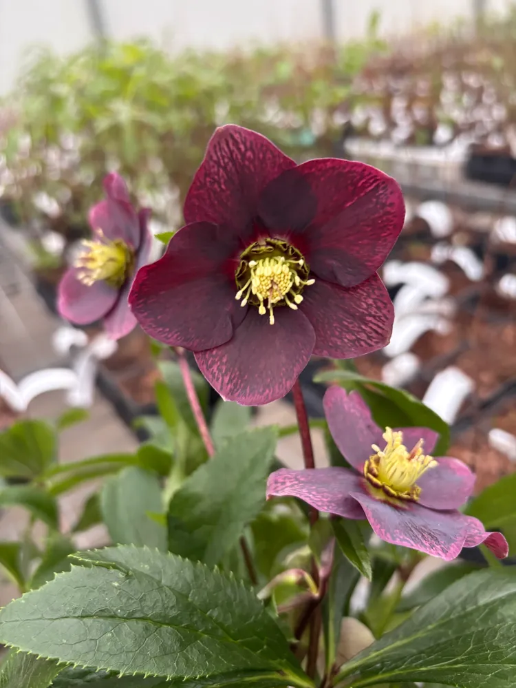 Helleborus orientalis ‘Viv Victoria’ (Spanz) - exemplare XL
