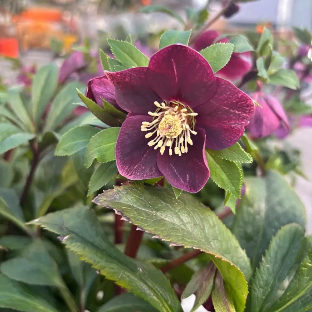 Helleborus orientalis ‘Viv Victoria’ (Spanz) - exemplare XL