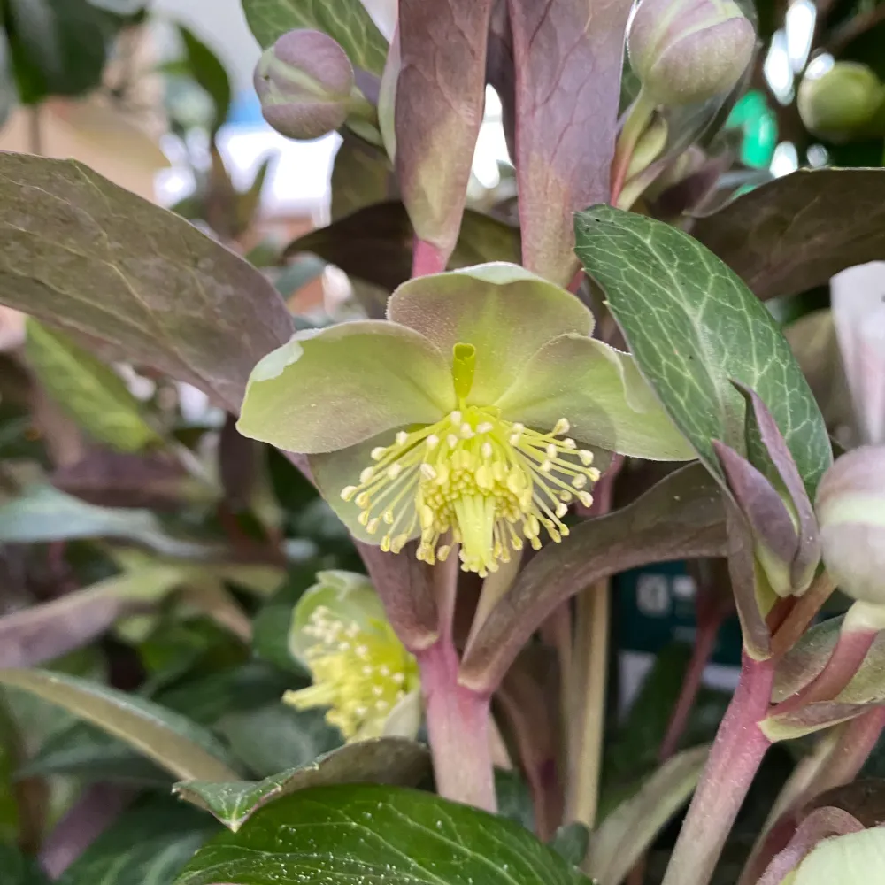 Helleborus ‘Purple Price’ - Trandafirul Craciunului, Spanz