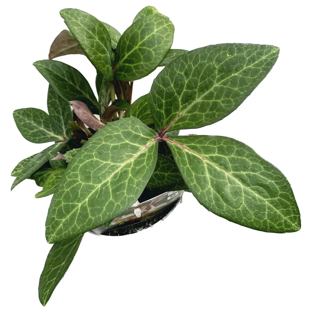 Helleborus ‘Purple Price’ - Trandafirul Craciunului, Spanz