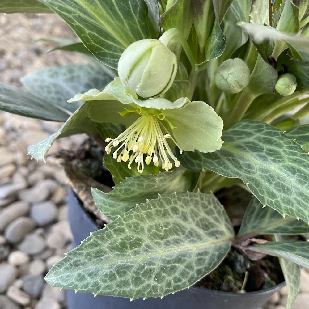 Helleborus ‘Purple Price’ - Trandafirul Craciunului, Spanz