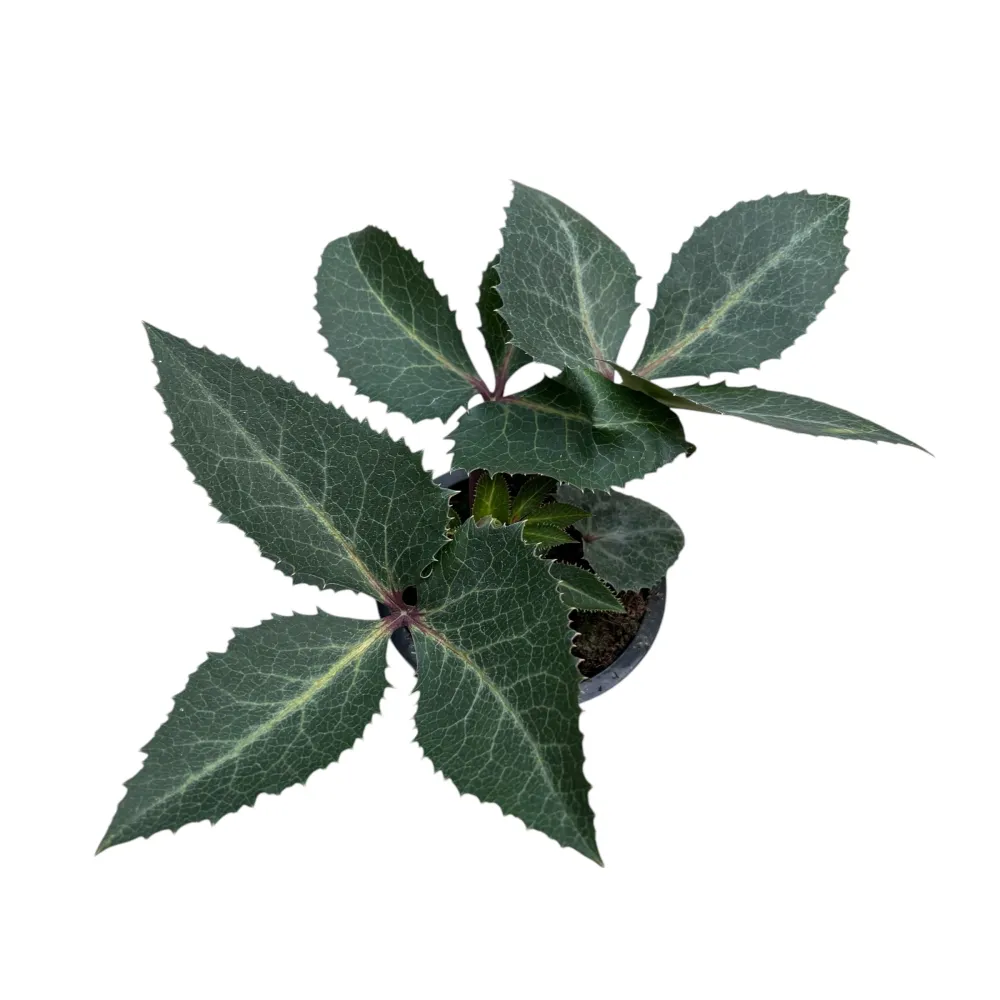Helleborus ‘Purple Price’ - Trandafirul Craciunului, Spanz