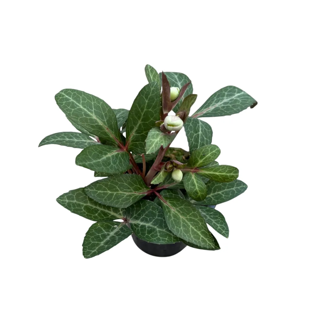 Helleborus ‘Purple Price’ - Trandafirul Craciunului, Spanz