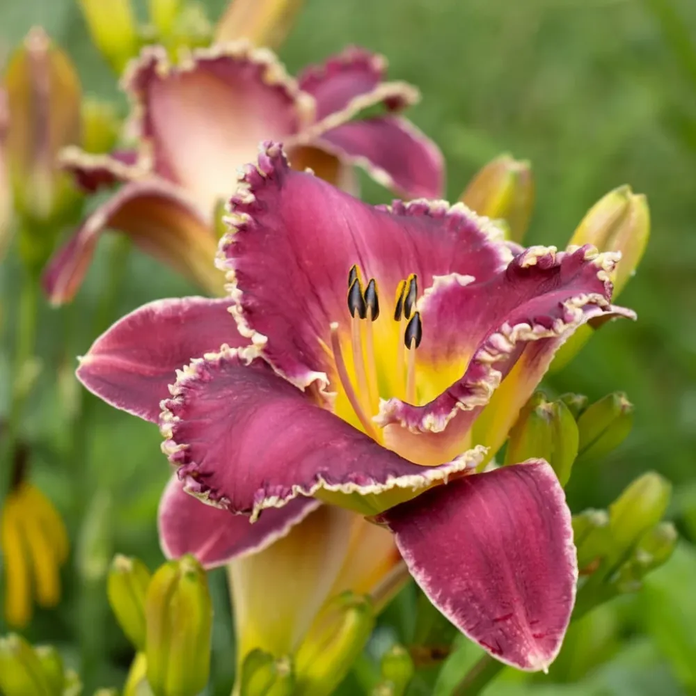 Hemerocallis 'Bettylen' (Daylily) - rizomi de plantare