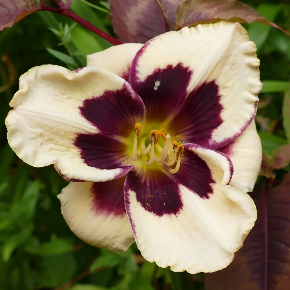 Hemerocallis ‘Celebration Angels’ - rizomi de plantare