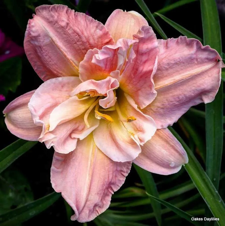 Hemerocallis ‘Elaine Strutt’ (crin de o zi) – eleganta clasica nuante calde