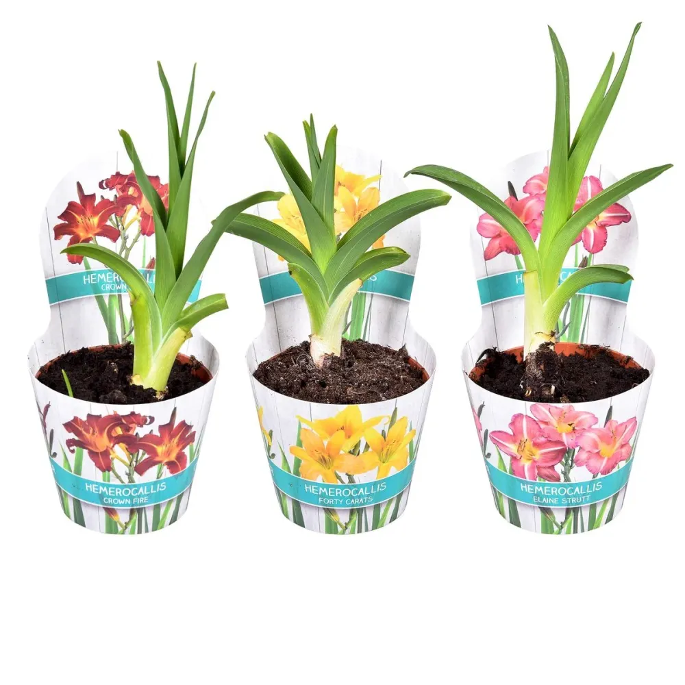 Hemerocallis ‘Elaine Strutt’ (crin de o zi) – eleganta clasica nuante calde