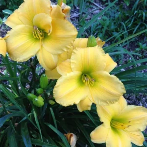 Hemerocallis ‘Forty Carats’ (crin de o zi) – galben intens, inflorire spectaculoasa