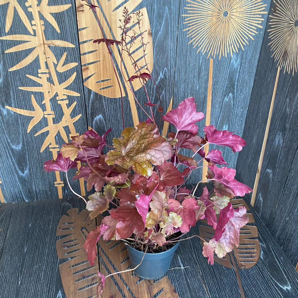 Heuchera 'Carnival Candy Apple'