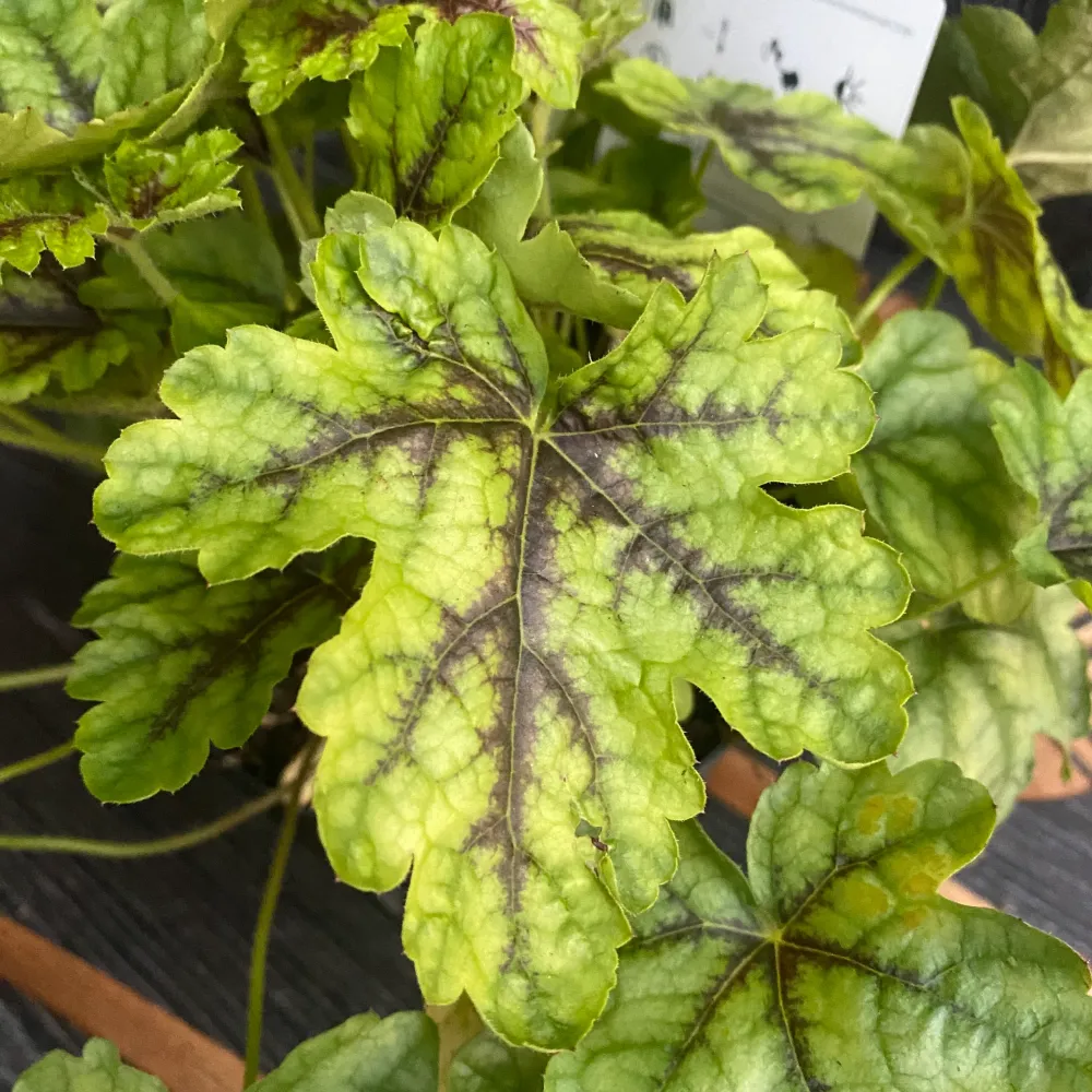 Heuchera ‘Green Fizz’